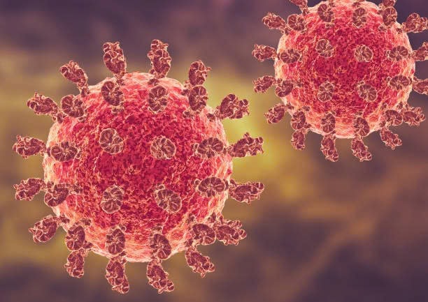 TPHCM tăng cường phòng bệnh do virus Nipah ngay từ cảng hàng không quốc tế Tân Sơn Nhất- Ảnh 2.