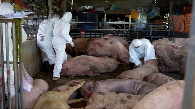 Giám sát chặt virus Nipah tại các cơ sở chăn nuôi lợn có nhiều dơi ăn quả- Ảnh 1.