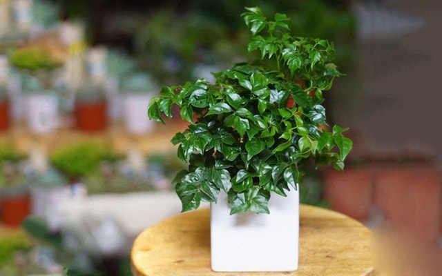 Chuyên gia phong thủy chỉ cách chọn cây vừa đẹp vừa đem lại vận may dịp Tết- Ảnh 1.