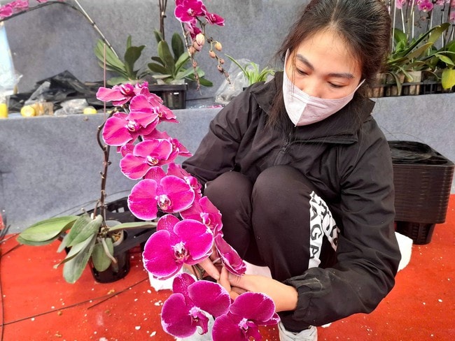 'Nâng mặt' hoa lan giúp bỏ túi chục triệu đồng dịp cận Tết: Nghề tay trái nhưng không phải 'dễ ăn'- Ảnh 1.