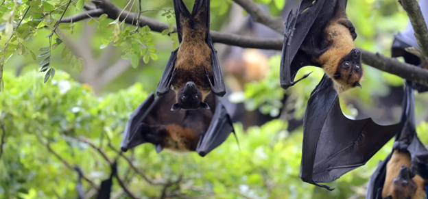 Vì sao virus Nipah khó có thể gây đại dịch nhưng cần giám sát chặt chẽ?- Ảnh 1.