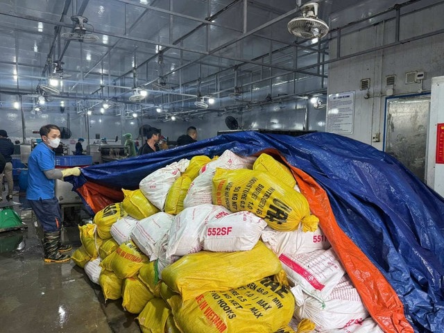 Phát hiện cơ sở chế biến thực phẩm bẩn, thu giữ hơn 60 tấn lòng lợn đông lạnh bốc mùi - Ảnh 3.