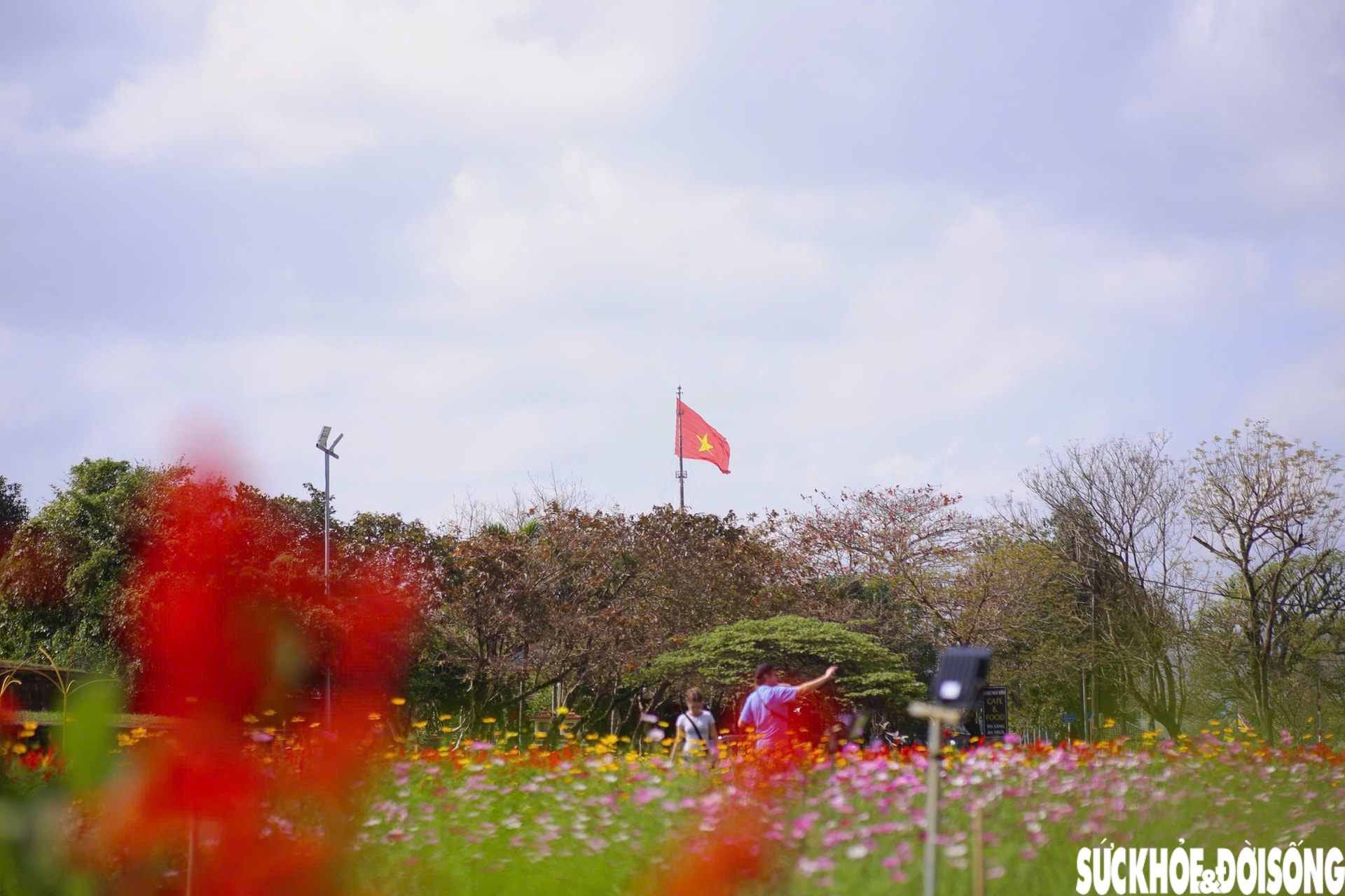 Choáng ngợp hình ảnh hàng vạn chậu hoa kết thành đóa sen khổng lồ ở Huế- Ảnh 13.