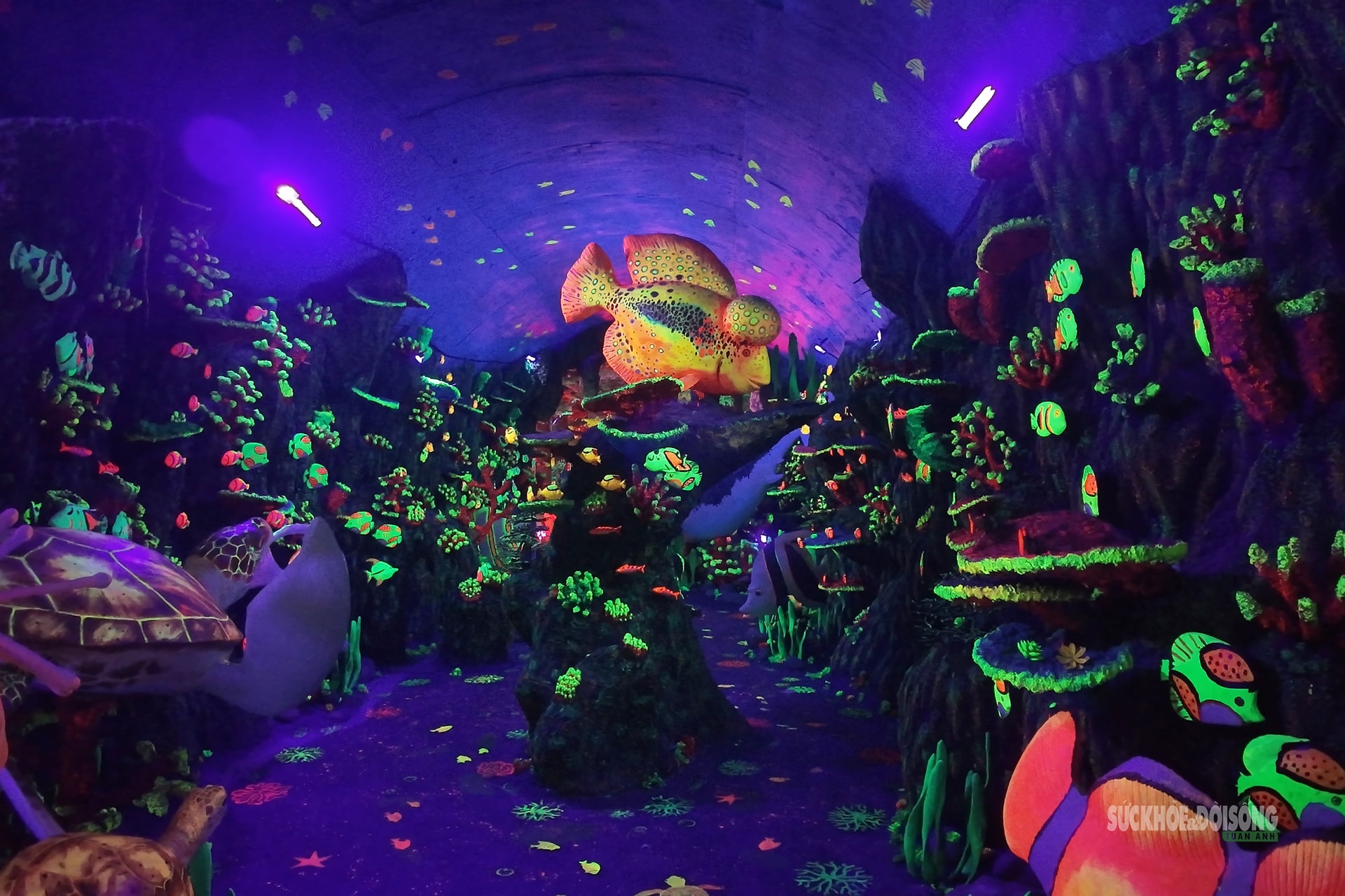 Cận cảnh một Safari huyền bí trên đỉnh Ô Quy Hồ- Ảnh 5. Cận cảnh một Safari huyền bí trên đỉnh Ô Quy Hồ- Ảnh 5.