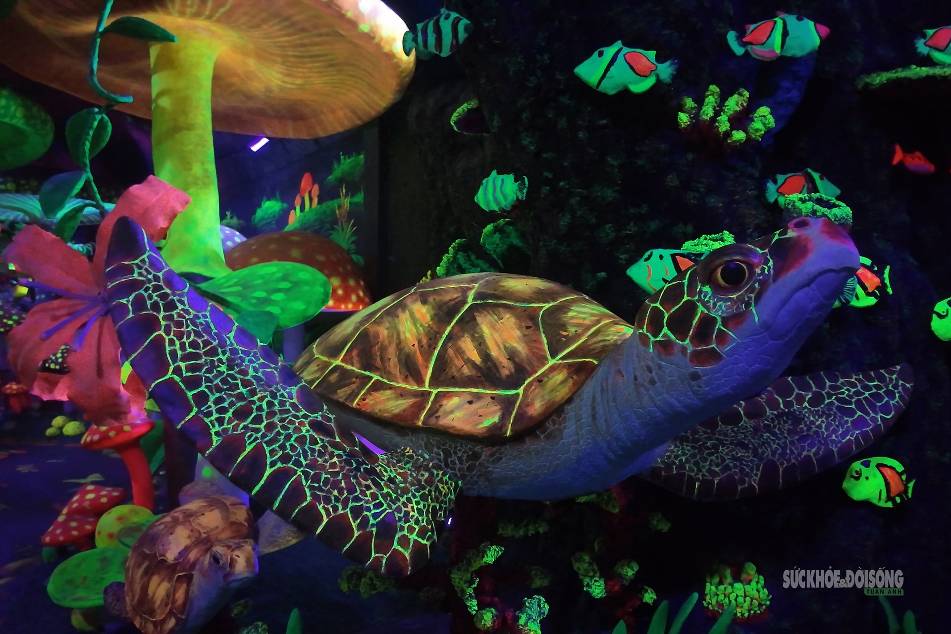 Cận cảnh một Safari huyền bí trên đỉnh Ô Quy Hồ- Ảnh 10. Cận cảnh một Safari huyền bí trên đỉnh Ô Quy Hồ- Ảnh 10.