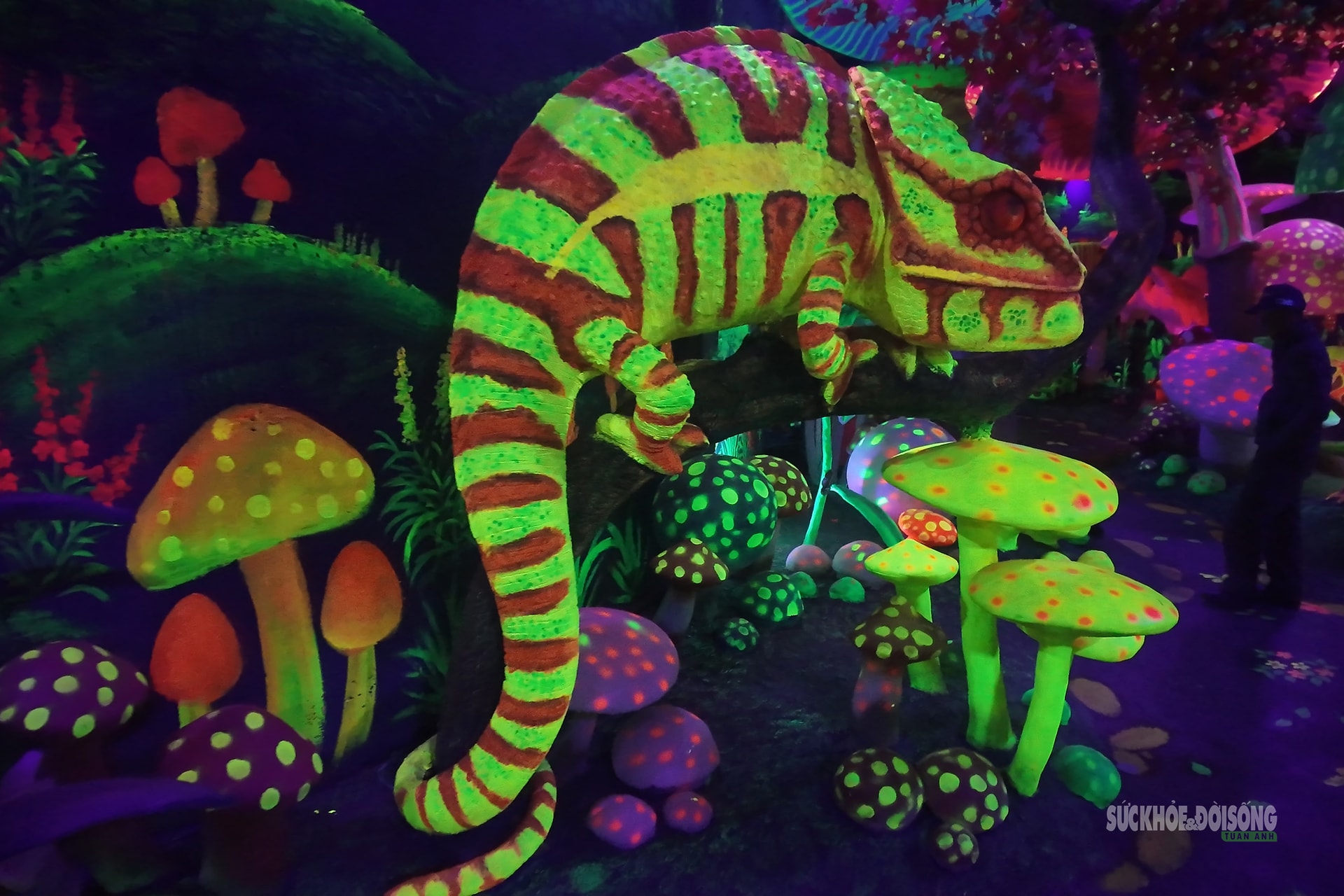 Cận cảnh một Safari huyền bí trên đỉnh Ô Quy Hồ- Ảnh 7. Cận cảnh một Safari huyền bí trên đỉnh Ô Quy Hồ- Ảnh 7.