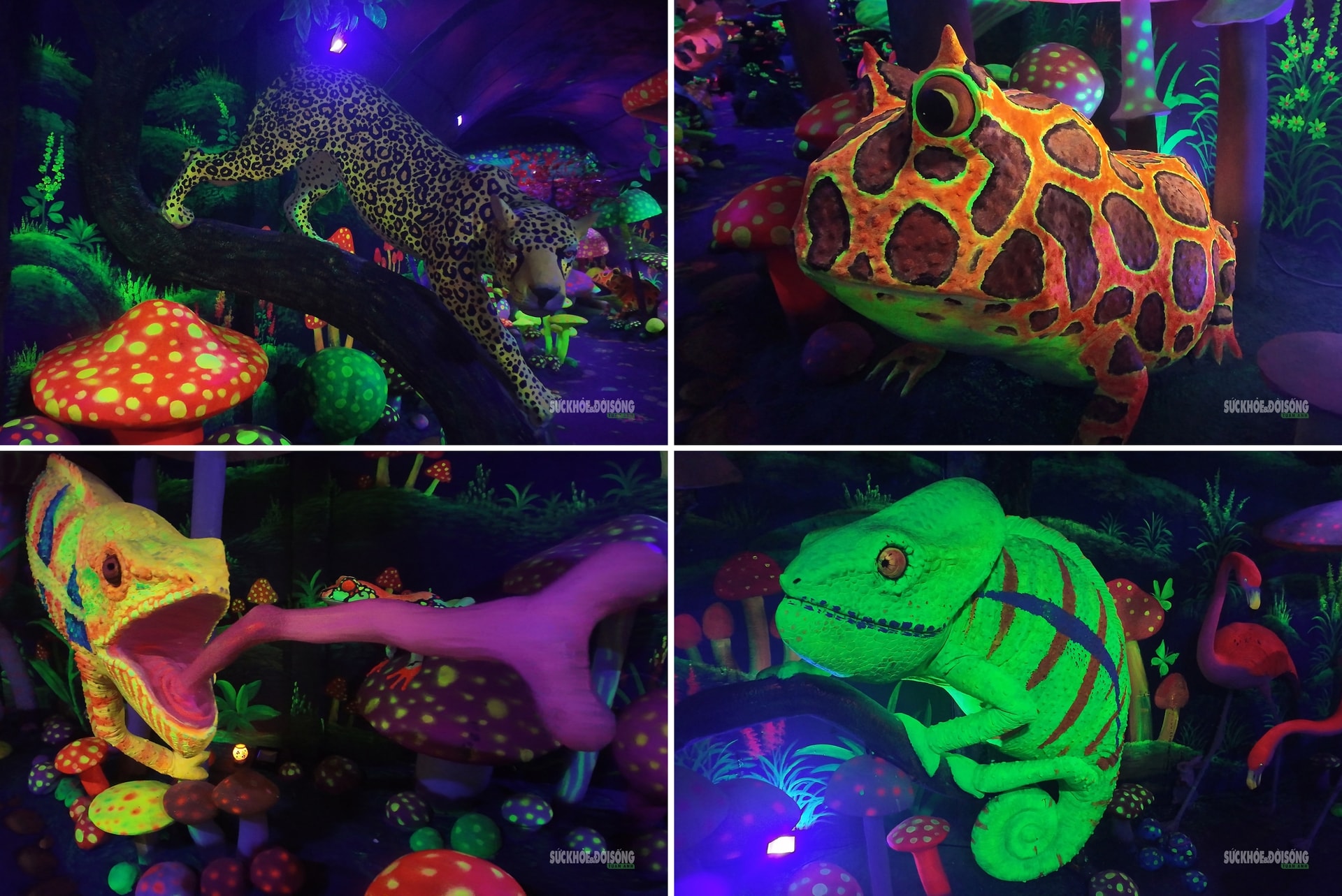 Cận cảnh một Safari huyền bí trên đỉnh Ô Quy Hồ- Ảnh 9. Cận cảnh một Safari huyền bí trên đỉnh Ô Quy Hồ- Ảnh 9.