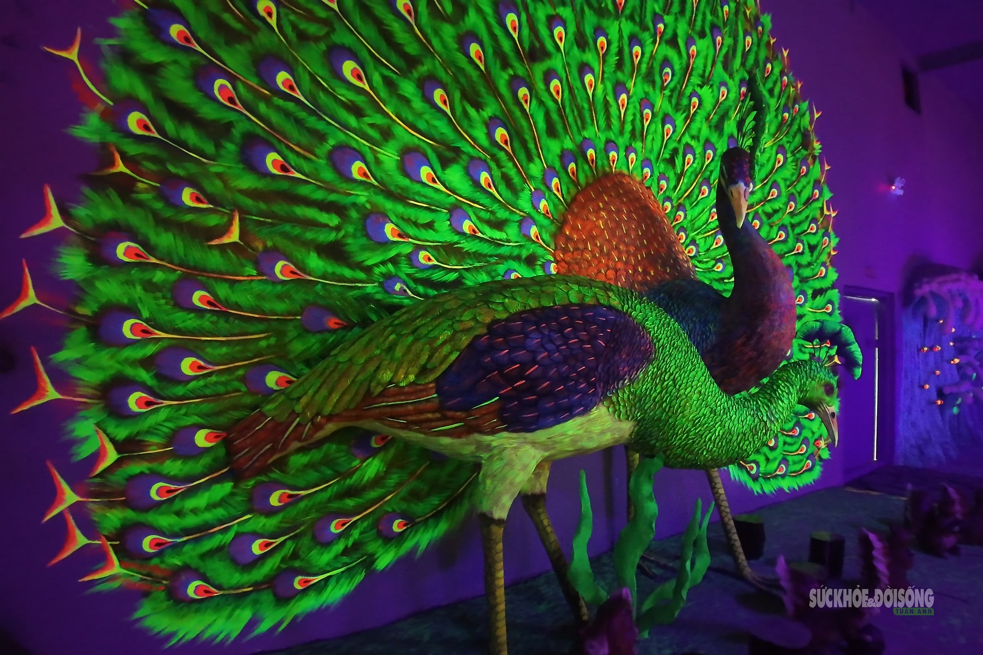 Cận cảnh một Safari huyền bí trên đỉnh Ô Quy Hồ- Ảnh 14. Cận cảnh một Safari huyền bí trên đỉnh Ô Quy Hồ- Ảnh 14.