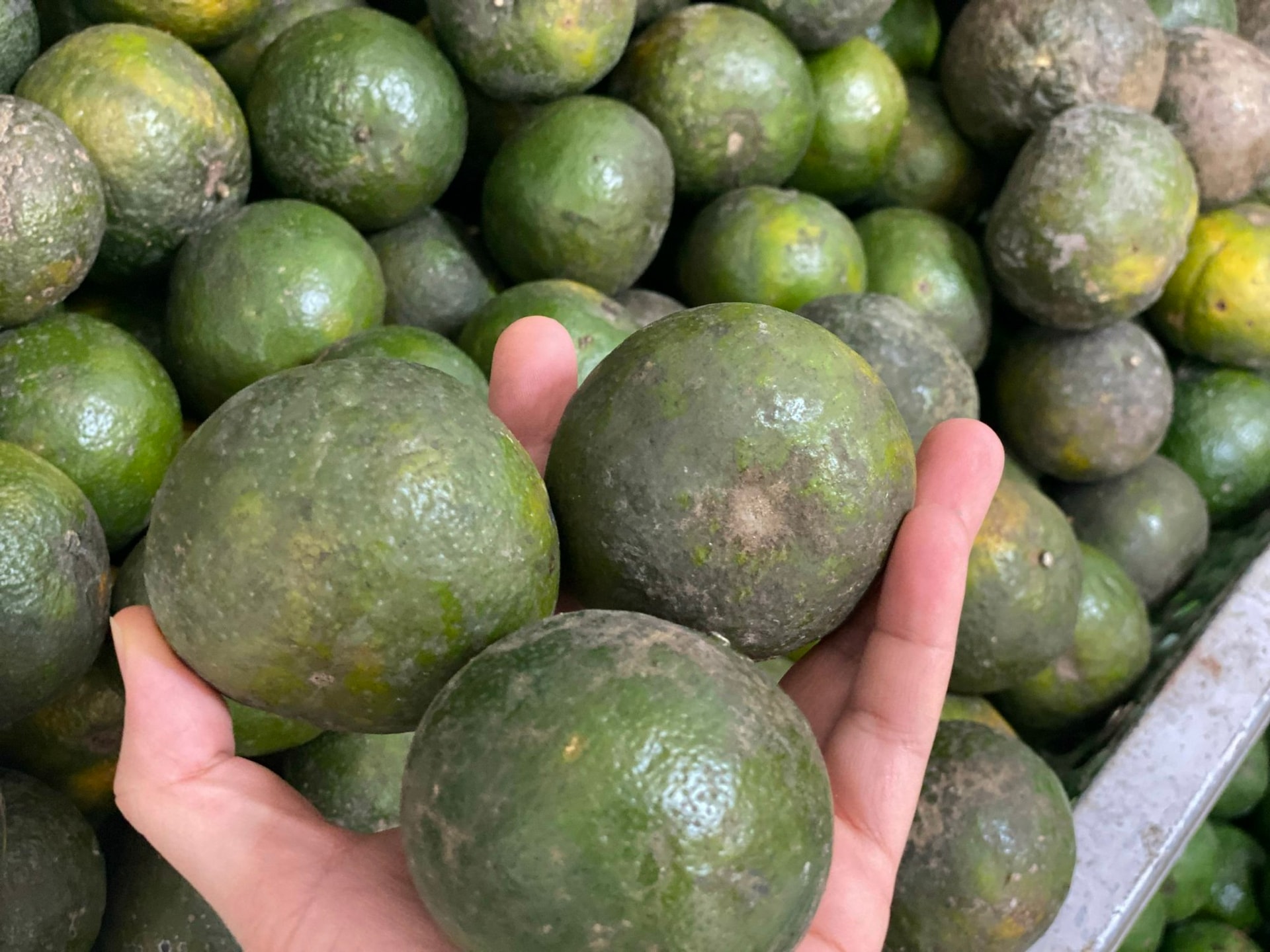 Một loại cam Việt đổ đống bán đầy chợ giá rẻ hơn rau, chỉ vài nghìn đồng/kg nhưng rất thanh mát, bổ dưỡng- Ảnh 2.