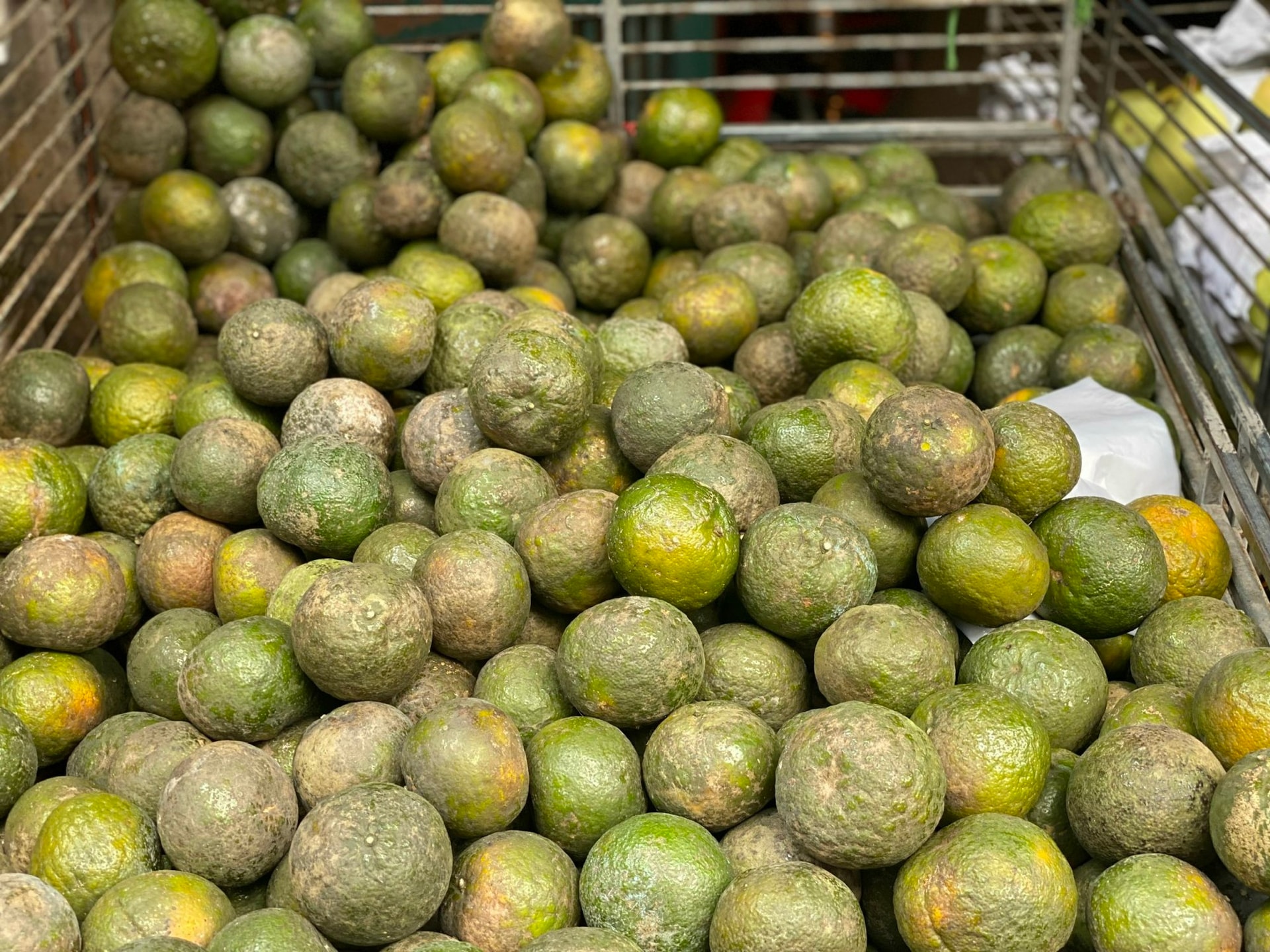 Một loại cam Việt đổ đống bán đầy chợ giá rẻ hơn rau, chỉ vài nghìn đồng/kg nhưng rất thanh mát, bổ dưỡng- Ảnh 4.