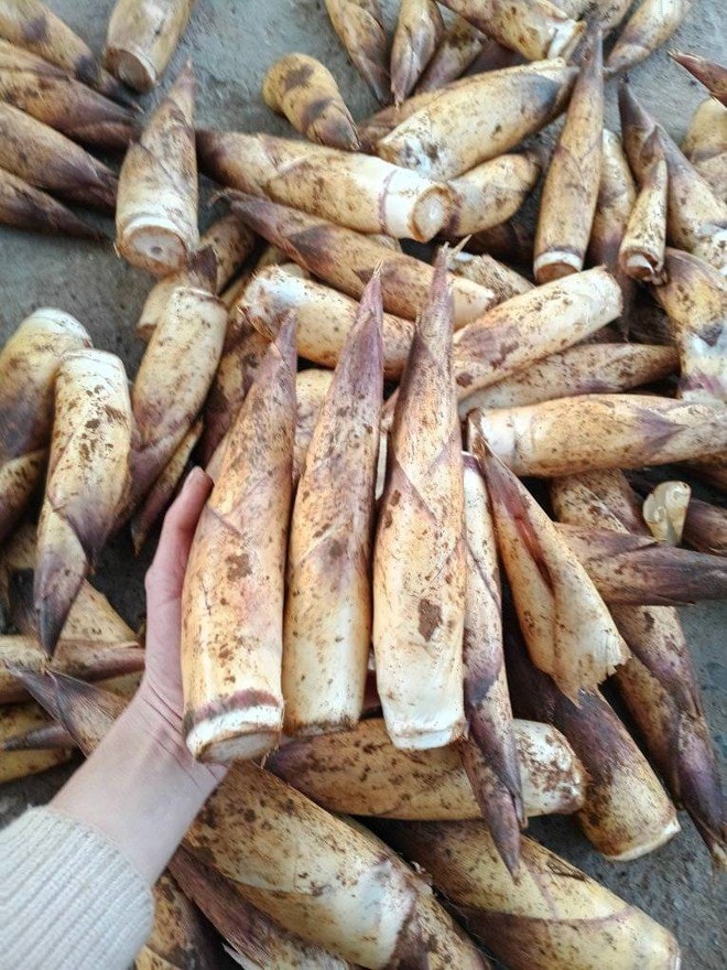 Măng vầu vào mùa, giá cao nhưng vẫn ‘đắt khách’- Ảnh 2.