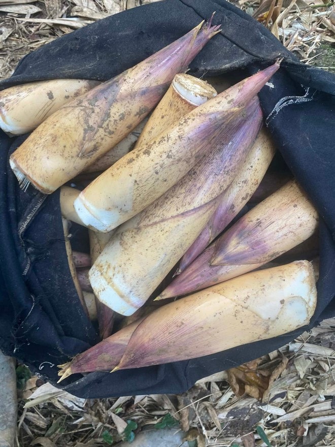 Măng vầu vào mùa, giá cao nhưng vẫn ‘đắt khách’- Ảnh 3.