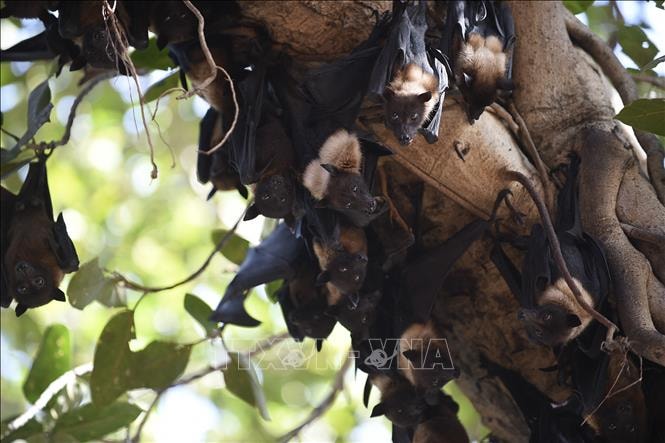 Nghiên cứu vaccine Nipah tăng tốc khi Ấn Độ tiếp tục ghi nhận ca nhiễm mới- Ảnh 1.