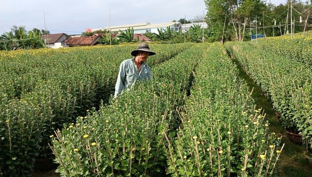 Ở nơi gần 30.000 chậu hoa cúc Tết chưa nở, thương lái đã đặt mua hết- Ảnh 4.