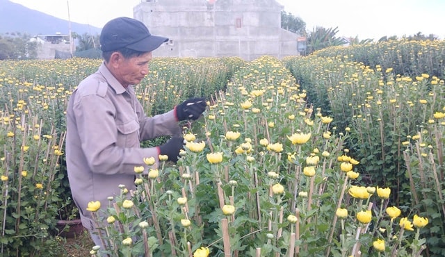Ở nơi gần 30.000 chậu hoa cúc Tết chưa nở, thương lái đã đặt mua hết- Ảnh 2.