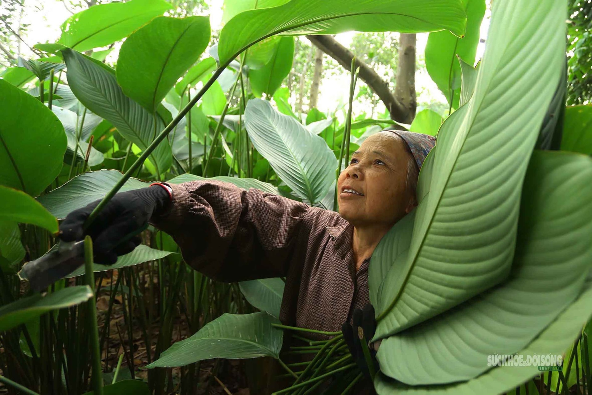 Tràng Cát những ngày giáp Tết: 'Thủ phủ' lá dong xuyên đêm cho vụ mùa lớn nhất năm- Ảnh 1.