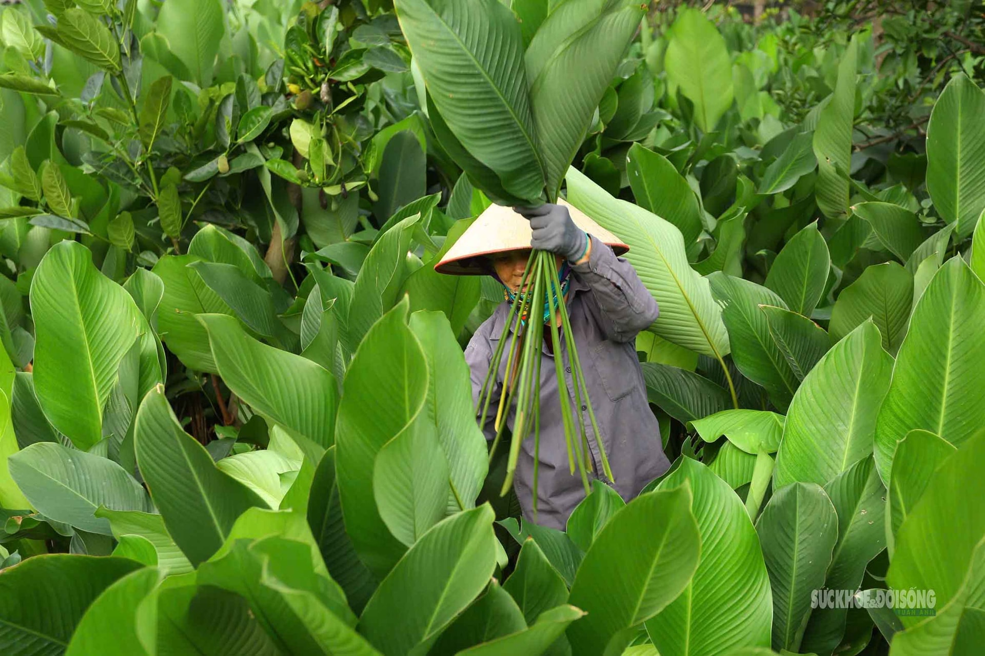 Tràng Cát những ngày giáp Tết: 'Thủ phủ' lá dong xuyên đêm cho vụ mùa lớn nhất năm- Ảnh 4.
