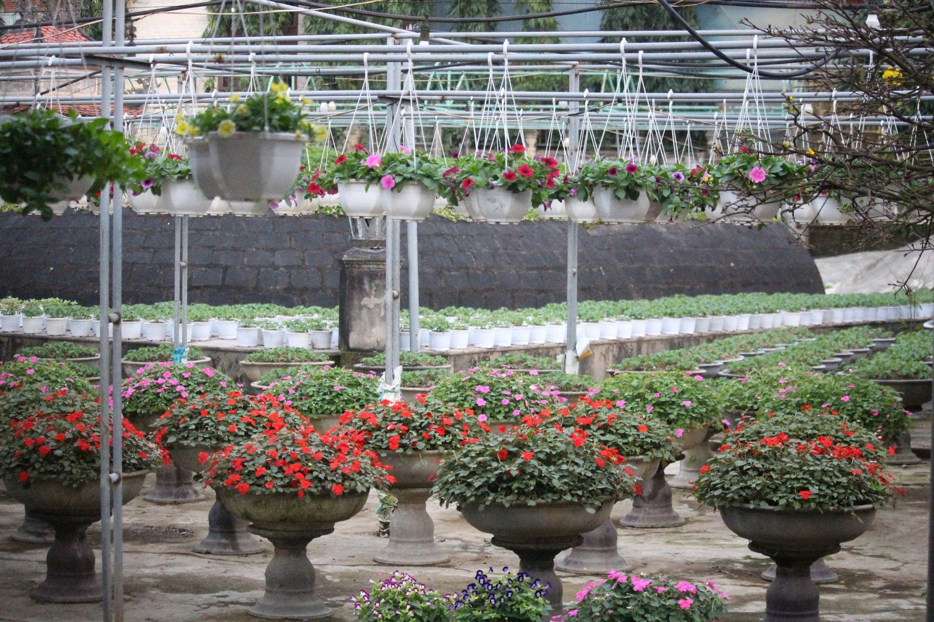 Cận Tết ở làng trồng hoa nổi tiếng bên bờ sông Hiếu- Ảnh 3.