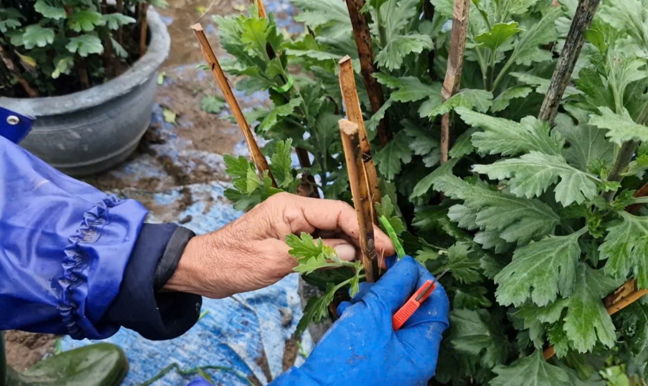 Cận Tết ở làng trồng hoa nổi tiếng bên bờ sông Hiếu- Ảnh 2.