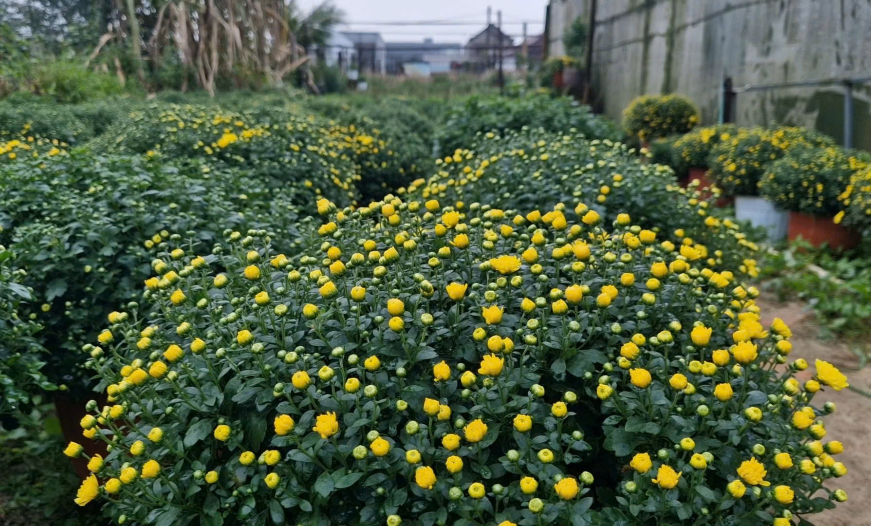 Cận Tết ở làng trồng hoa nổi tiếng bên bờ sông Hiếu- Ảnh 5.