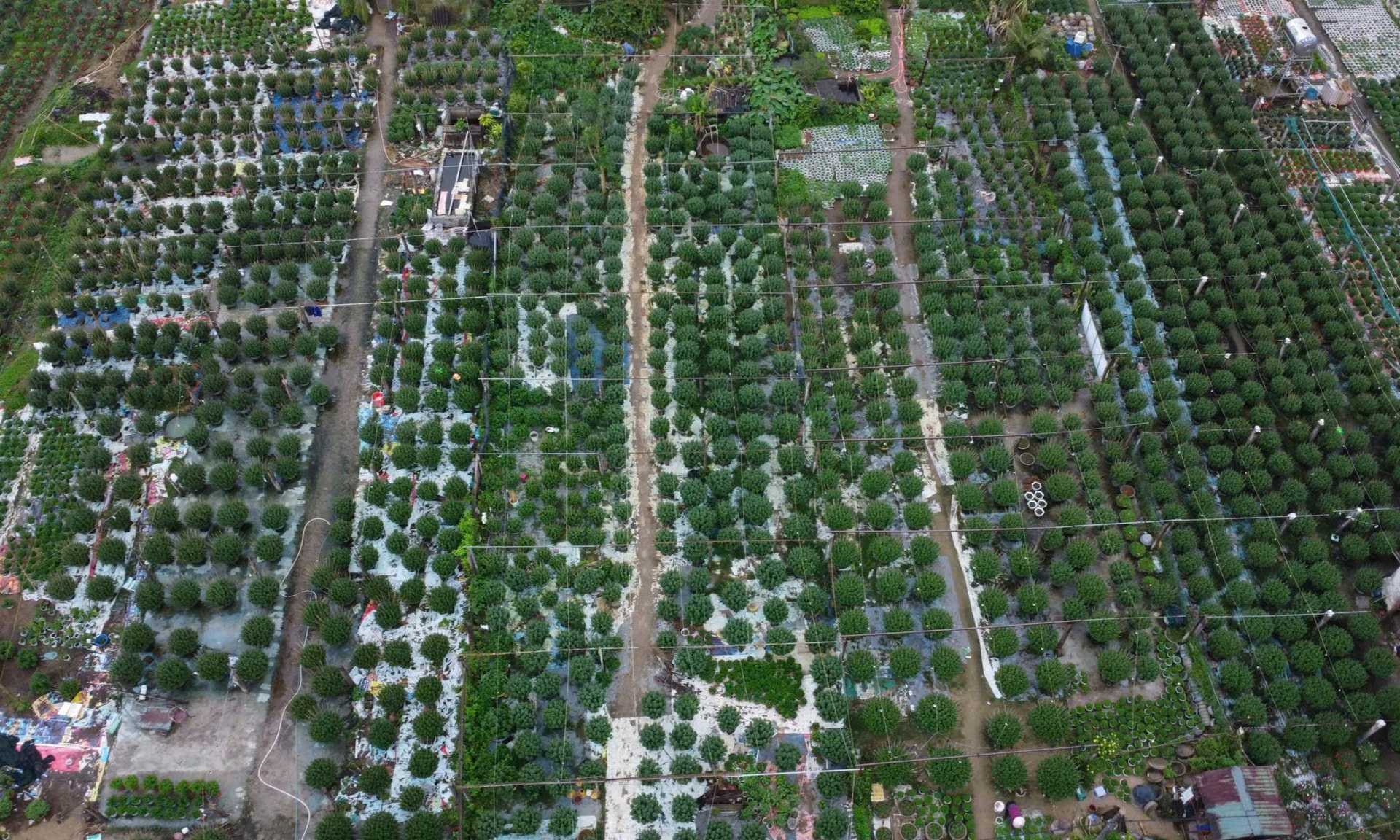 Cận Tết ở làng trồng hoa nổi tiếng bên bờ sông Hiếu- Ảnh 4.