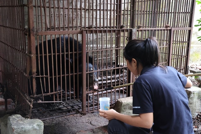 Trung tâm Cứu hộ gấu Việt Nam tiếp nhận, chăm sóc một cá thể gấu ngựa- Ảnh 1.