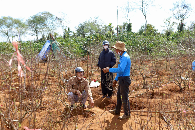 Đào Buôn Hồ vào vụ Tết: Hoa đẹp, thương lái đặt cọc sớm- Ảnh 1. Đào Buôn Hồ vào vụ Tết: Hoa đẹp, thương lái đặt cọc sớm- Ảnh 1.