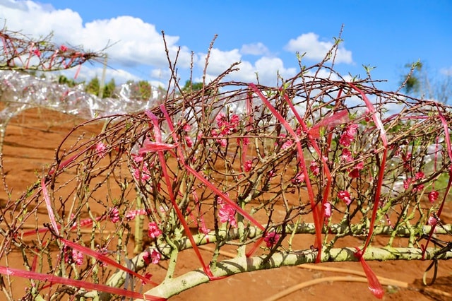 Đào Buôn Hồ vào vụ Tết: Hoa đẹp, thương lái đặt cọc sớm- Ảnh 2. Đào Buôn Hồ vào vụ Tết: Hoa đẹp, thương lái đặt cọc sớm- Ảnh 2.