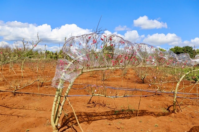 Đào Buôn Hồ vào vụ Tết: Hoa đẹp, thương lái đặt cọc sớm- Ảnh 4. Đào Buôn Hồ vào vụ Tết: Hoa đẹp, thương lái đặt cọc sớm- Ảnh 4.