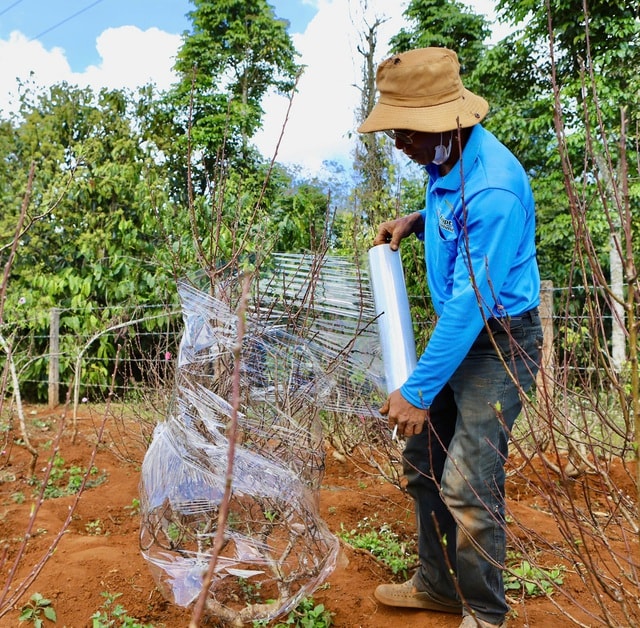 Đào Buôn Hồ vào vụ Tết: Hoa đẹp, thương lái đặt cọc sớm- Ảnh 5. Đào Buôn Hồ vào vụ Tết: Hoa đẹp, thương lái đặt cọc sớm- Ảnh 5.