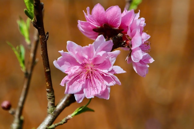 Đào Buôn Hồ vào vụ Tết: Hoa đẹp, thương lái đặt cọc sớm- Ảnh 7. Đào Buôn Hồ vào vụ Tết: Hoa đẹp, thương lái đặt cọc sớm- Ảnh 7.