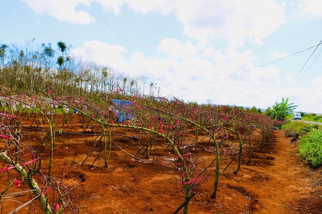 Đào Buôn Hồ vào vụ Tết: Hoa đẹp, thương lái đặt cọc sớm- Ảnh 9. Đào Buôn Hồ vào vụ Tết: Hoa đẹp, thương lái đặt cọc sớm- Ảnh 9.