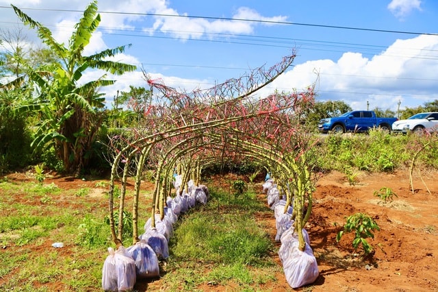Đào Buôn Hồ vào vụ Tết: Hoa đẹp, thương lái đặt cọc sớm- Ảnh 8. Đào Buôn Hồ vào vụ Tết: Hoa đẹp, thương lái đặt cọc sớm- Ảnh 8.