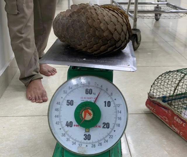 Gặp tê tê quý hiếm khi đi thả cua- Ảnh 1.