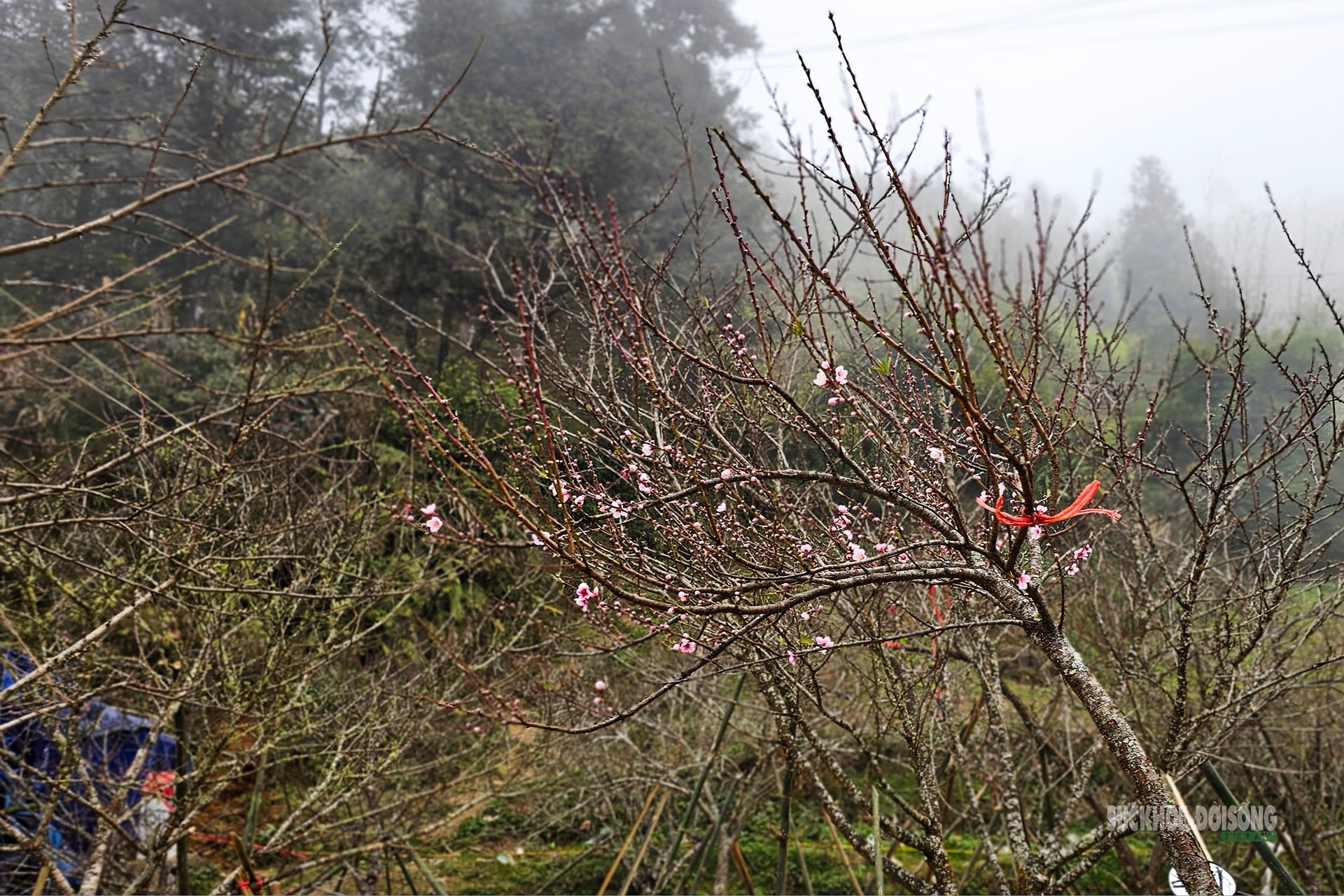 Nhịp xuân trên chợ đào đá Sa Pa- Ảnh 10.