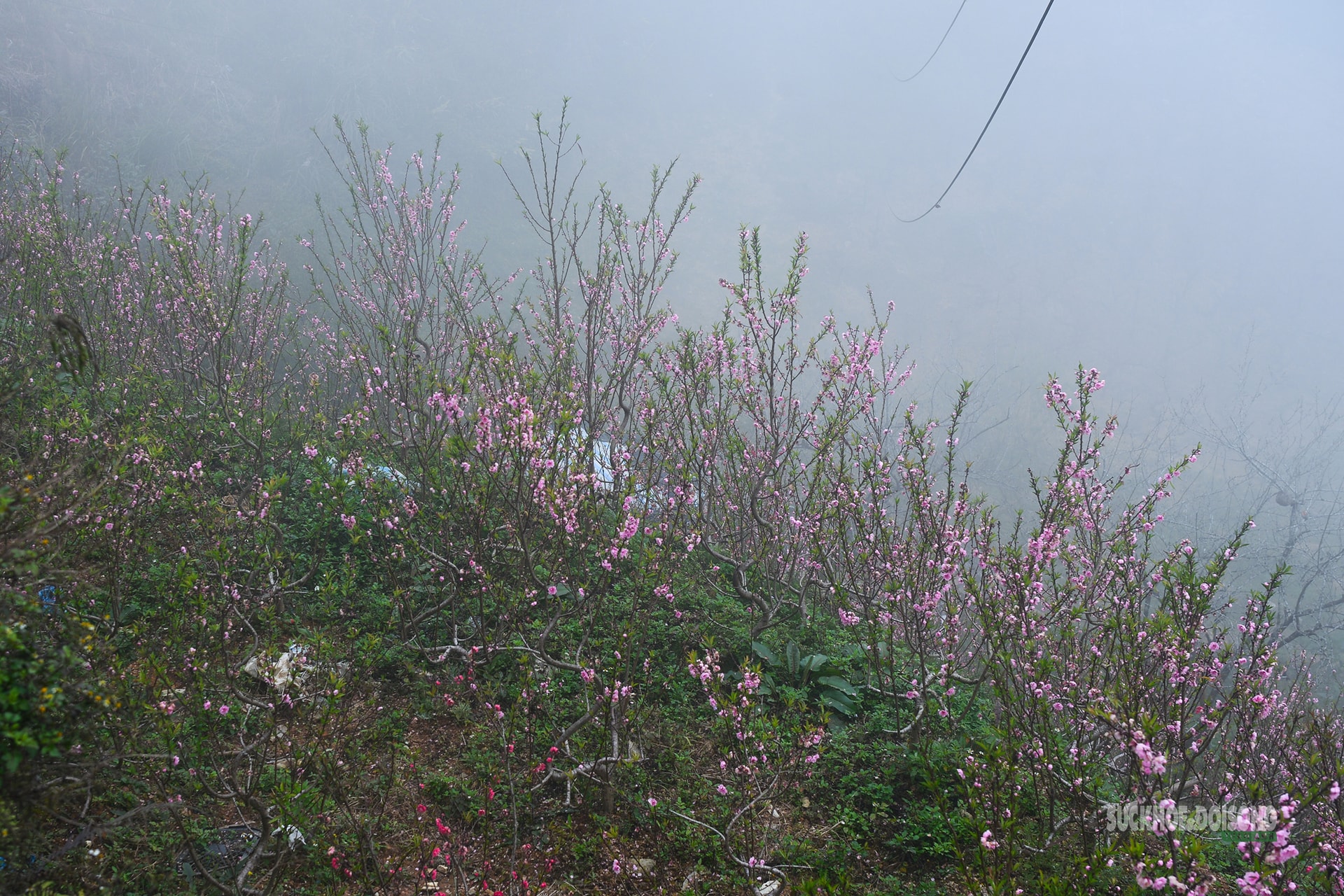 Nhịp xuân trên chợ đào đá Sa Pa- Ảnh 4.