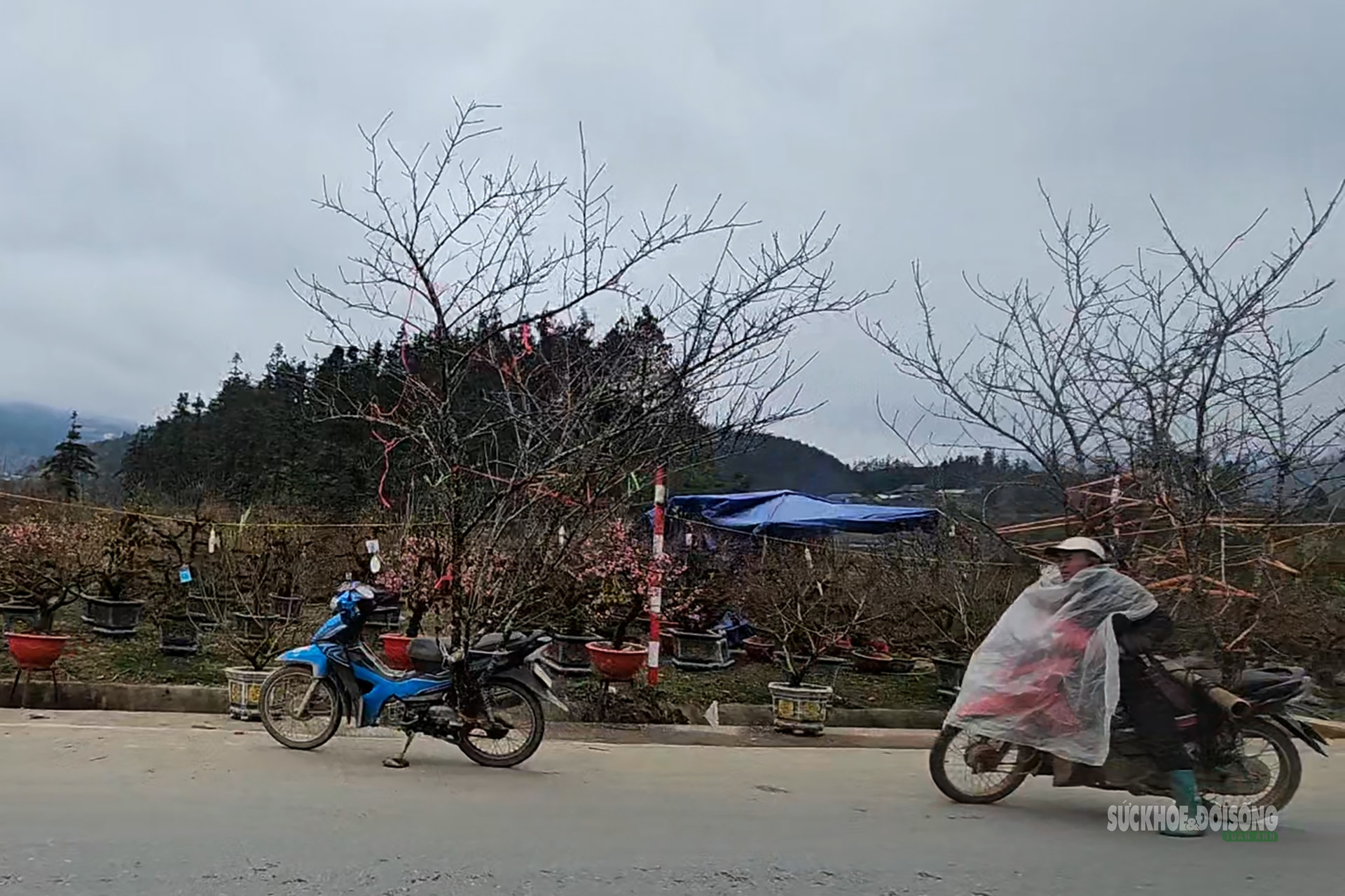 Nhịp xuân trên chợ đào đá Sa Pa- Ảnh 6.
