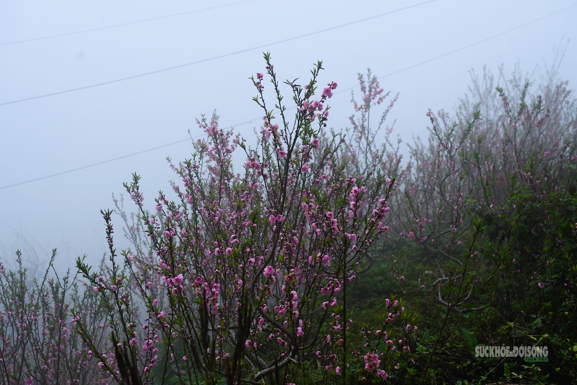 Nhịp xuân trên chợ đào đá Sa Pa- Ảnh 1.