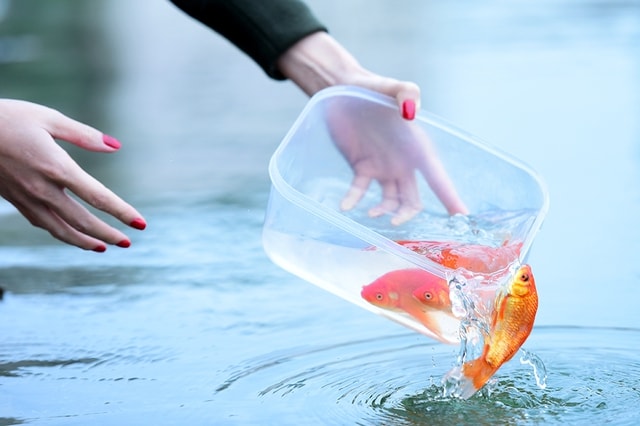 Ngày nào cúng ông Công ông Táo, dưới góc nhìn của chuyên gia phong thủy- Ảnh 1.