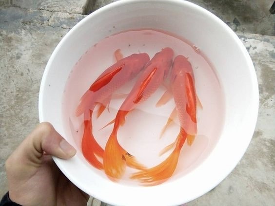 Cúng ông Công ông Táo: Hóa cá giấy hay thả cá chép sống?- Ảnh 2.