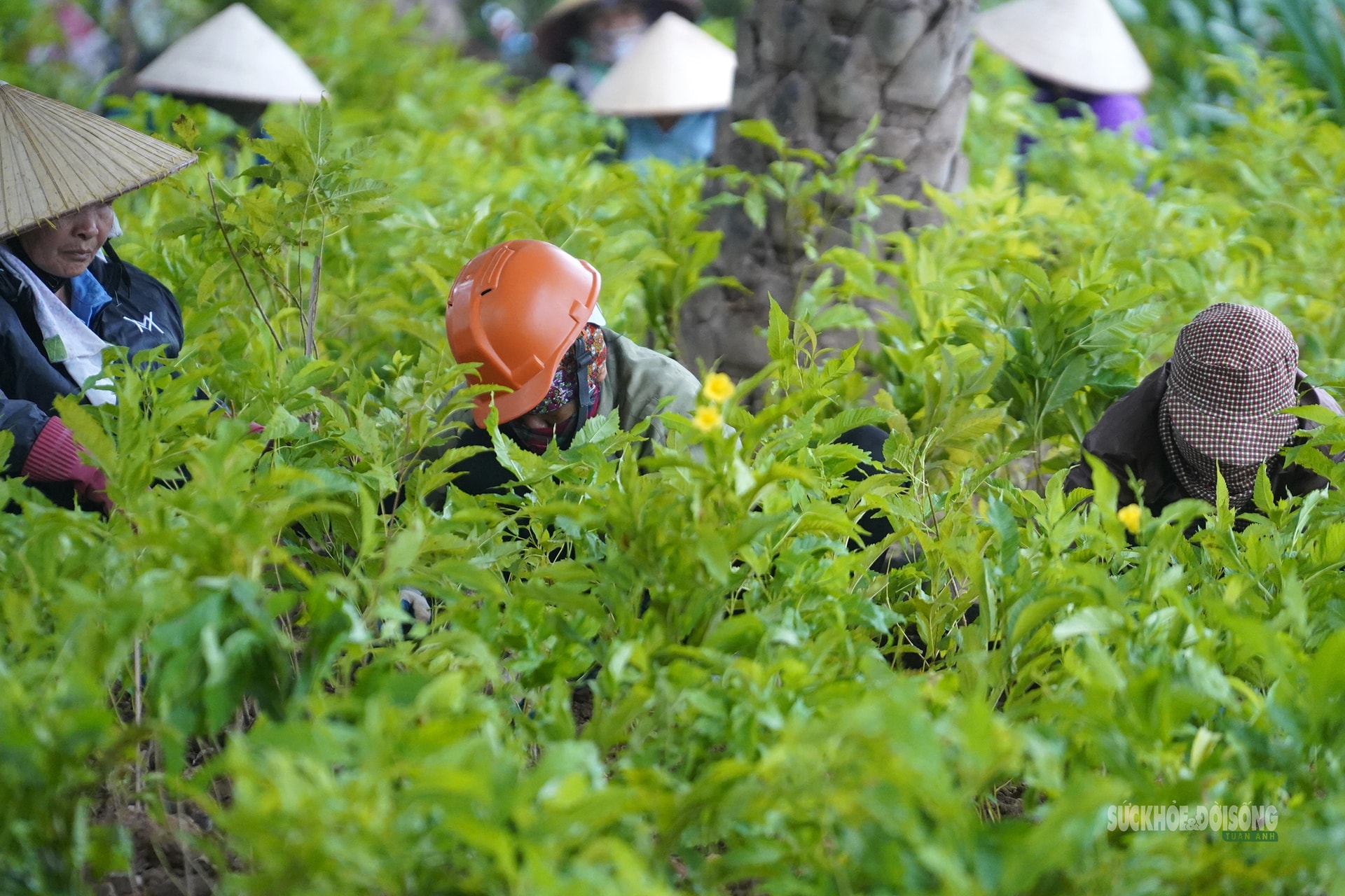 'Thay áo mới' cho công viên hồ điều hòa Mai Dịch dịp cận Tết- Ảnh 2.