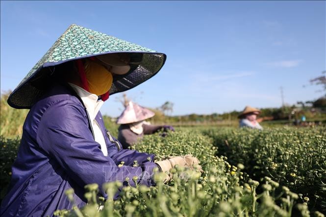 Các làng nghề rộn ràng vào vụ Tết- Ảnh 10.