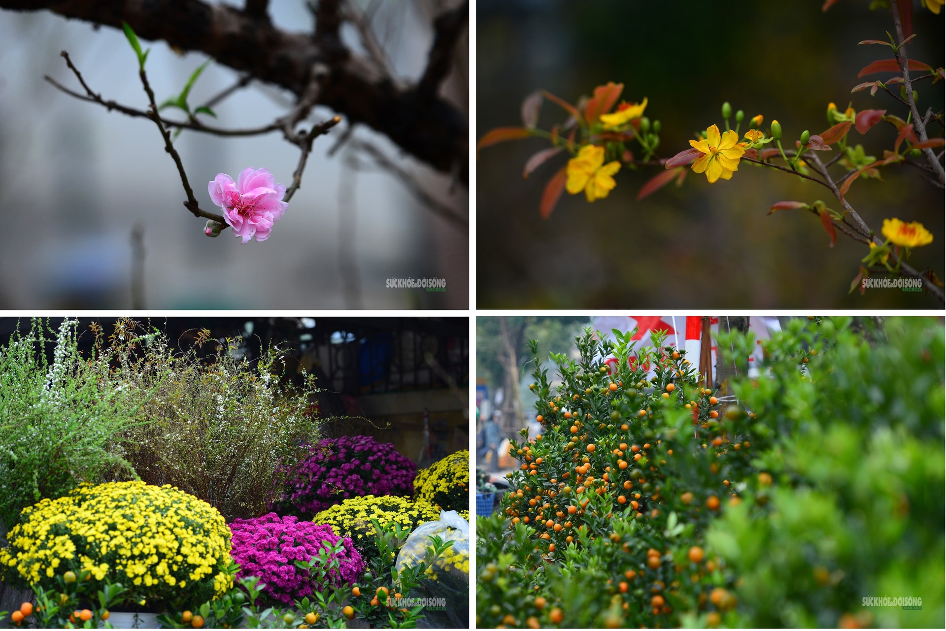 Hoa Tết rực rỡ sắc xuân, người Hà Nội rục rịch sắm Tết- Ảnh 10.