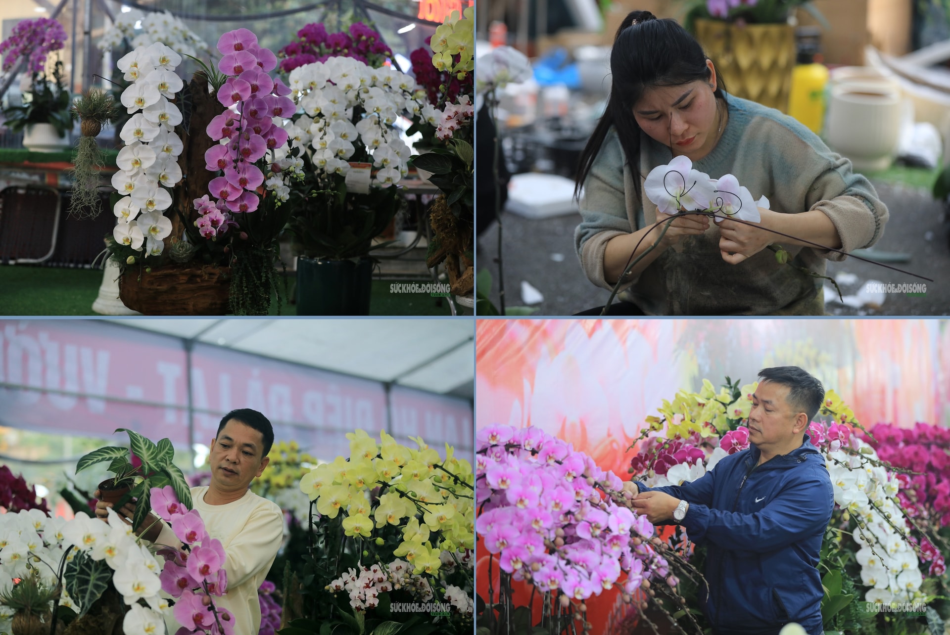 Hoa Tết rực rỡ sắc xuân, người Hà Nội rục rịch sắm Tết- Ảnh 7.