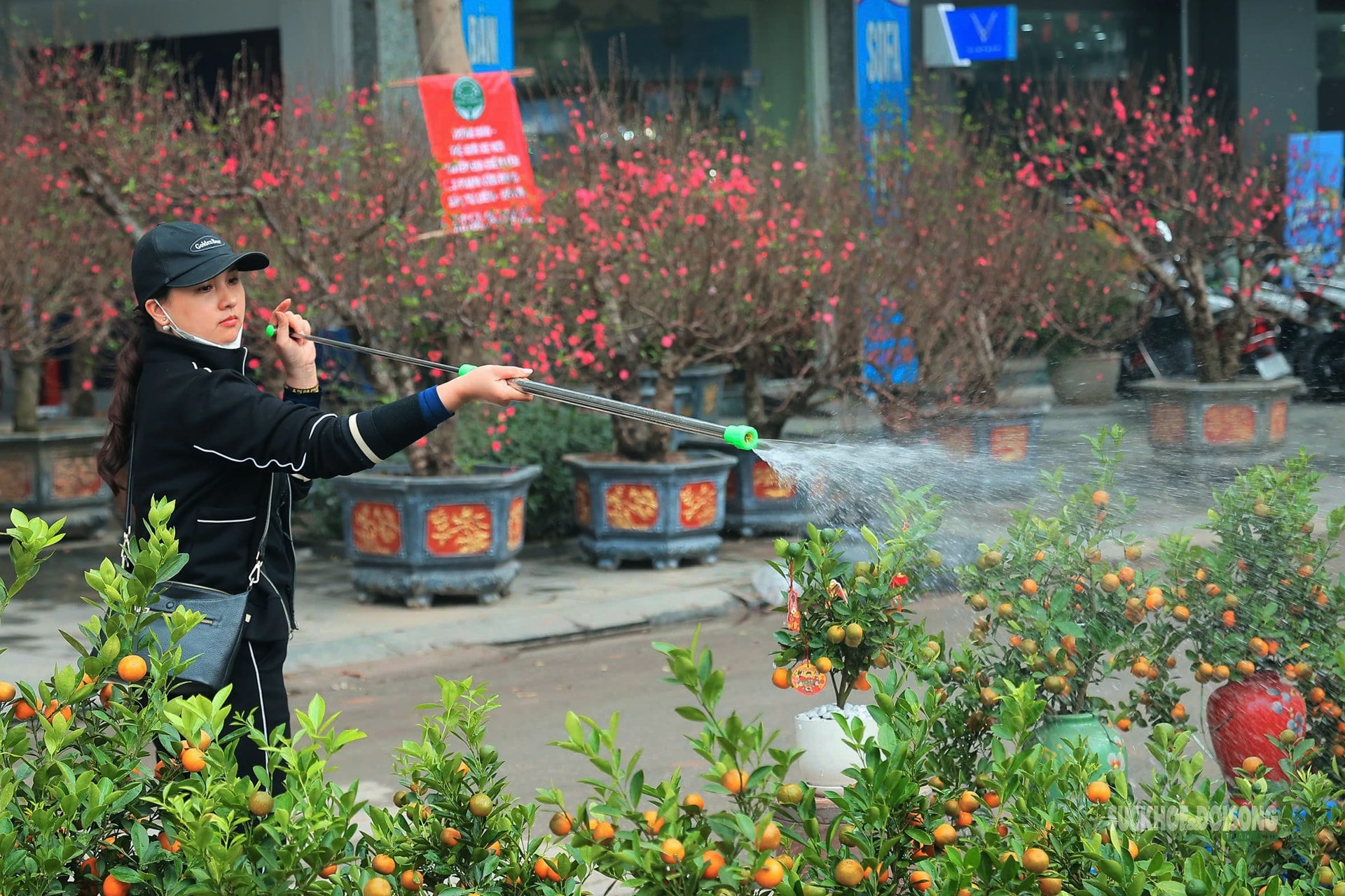 Hoa Tết rực rỡ sắc xuân, người Hà Nội rục rịch sắm Tết- Ảnh 6.