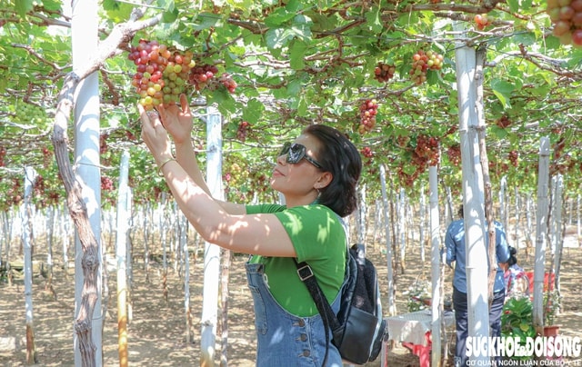 Cận Tết, làng nho ở Khánh Hòa tất bật vào vụ quan trọng nhất năm, nông dân kỳ vọng Tết đủ đầy- Ảnh 6. Cận Tết, làng nho ở Khánh Hòa tất bật vào vụ quan trọng nhất năm, nông dân kỳ vọng Tết đủ đầy- Ảnh 6.