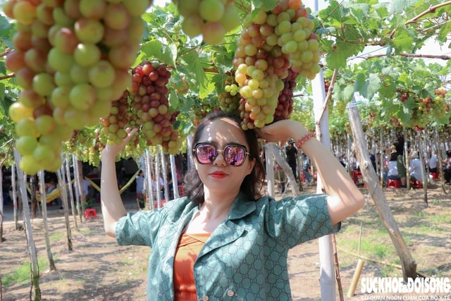 Cận Tết, làng nho ở Khánh Hòa tất bật vào vụ quan trọng nhất năm, nông dân kỳ vọng Tết đủ đầy- Ảnh 2. Cận Tết, làng nho ở Khánh Hòa tất bật vào vụ quan trọng nhất năm, nông dân kỳ vọng Tết đủ đầy- Ảnh 2.