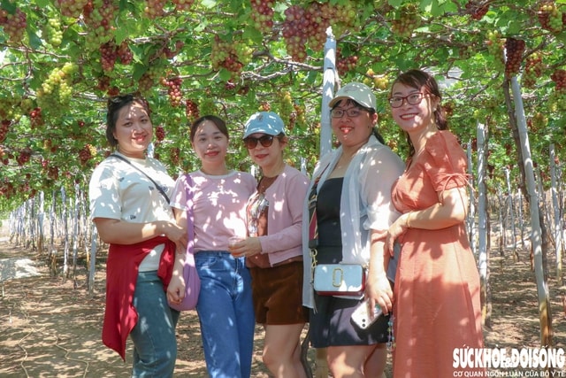 Cận Tết, làng nho ở Khánh Hòa tất bật vào vụ quan trọng nhất năm, nông dân kỳ vọng Tết đủ đầy- Ảnh 3. Cận Tết, làng nho ở Khánh Hòa tất bật vào vụ quan trọng nhất năm, nông dân kỳ vọng Tết đủ đầy- Ảnh 3.