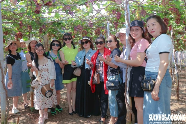 Cận Tết, làng nho ở Khánh Hòa tất bật vào vụ quan trọng nhất năm, nông dân kỳ vọng Tết đủ đầy- Ảnh 5. Cận Tết, làng nho ở Khánh Hòa tất bật vào vụ quan trọng nhất năm, nông dân kỳ vọng Tết đủ đầy- Ảnh 5.