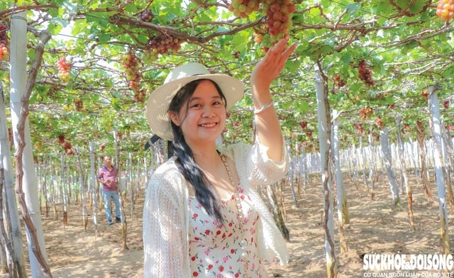 Cận Tết, làng nho ở Khánh Hòa tất bật vào vụ quan trọng nhất năm, nông dân kỳ vọng Tết đủ đầy- Ảnh 1. Cận Tết, làng nho ở Khánh Hòa tất bật vào vụ quan trọng nhất năm, nông dân kỳ vọng Tết đủ đầy- Ảnh 1.